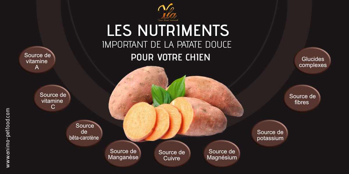 nutriments patate douce pour les chiens